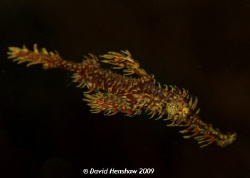 Landscape study of Ornate Ghost Pipefish. Taken with D200... by David Henshaw 